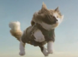 gato paraquedista